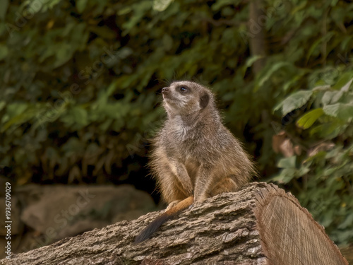 Erdmännchen