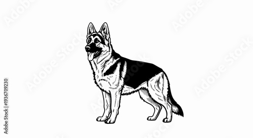 A black and white ink drawing of a German Shepherd dog standing
