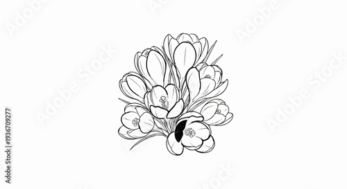 A black and white sketch of a cluster of delicate crocuses