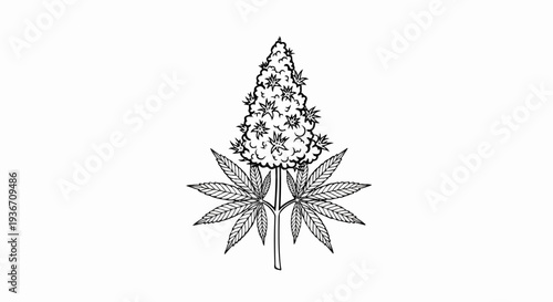 Stylized line drawing of a flowering cannabis plant with leaves