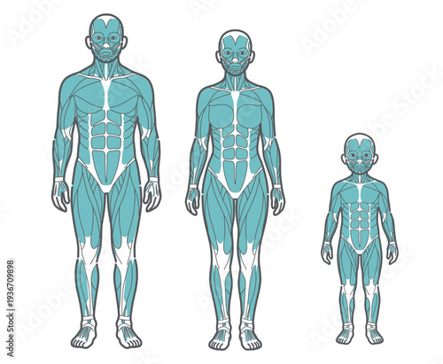 全世代（男性・女性・子供）の全身筋肉図・人体解剖図のイラストセット（正面）