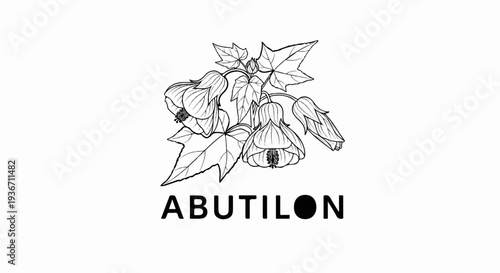 Black and white drawing of hanging bell-shaped flowers with leaves