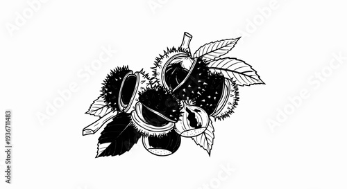 An ink drawing depicts a cluster of spiky horse chestnuts with leaves