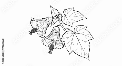 Detailed illustration of hanging bell-shaped flowers and lobed leaves
