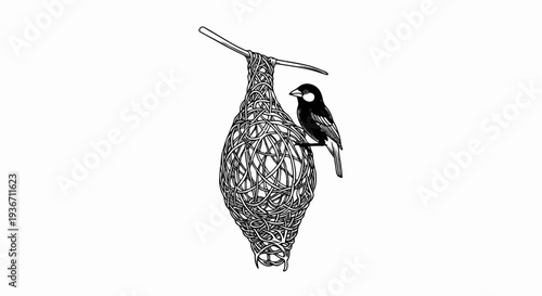 Detailed ink drawing of a weaver bird perched on its intricately woven nest
