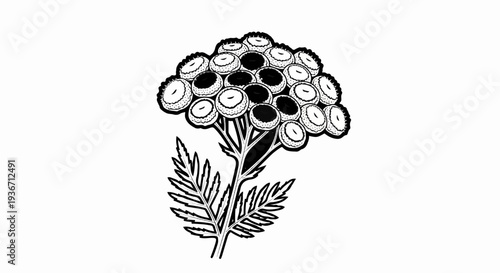 Stylized black and white drawing of a flowering plant