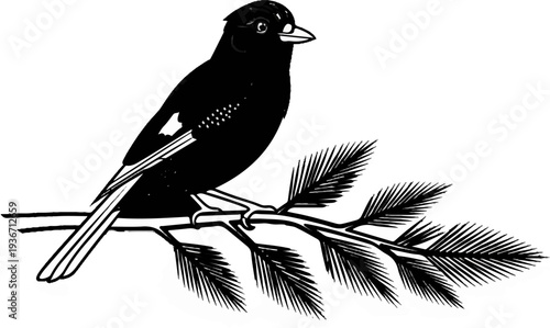 Black bird with white markings perched on a needle-covered branch