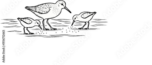 Three sandpipers forage for food in shallow water