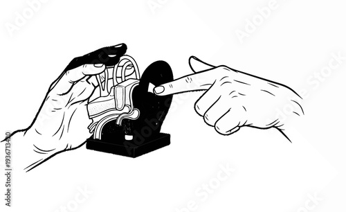 Hands demonstrate ear anatomy model, one pointing