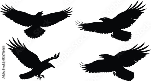eagle, bird, silhouette, flying, wings, wildlife, predator, raptor, flight, animal, nature, black, isolated, vector, illustration, hawk, freedom, sky, hunting, birdofprey
