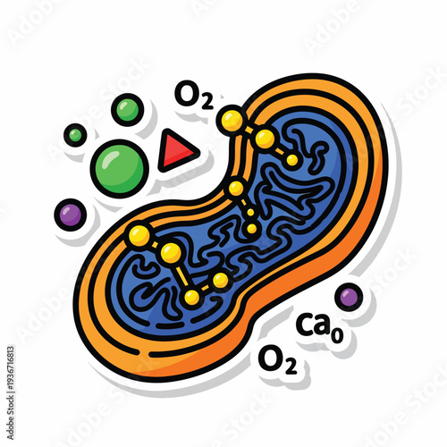 A cartoon mitochondrion with colorful molecular structures