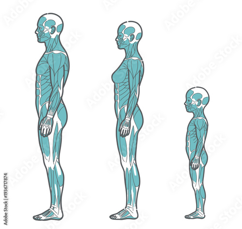 全世代（男性・女性・子供）の全身筋肉図・人体解剖図のイラストセット（側面・横向き）