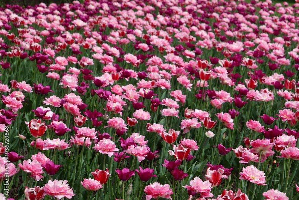 Obraz premium field of pink tulips
