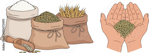 Bags of rice, wheat, and grains with hands holding grains, isolated on transparent background