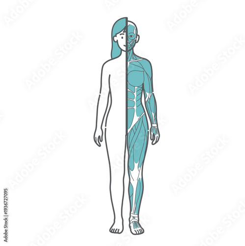 女性の人体図・筋肉と表面の比較イラスト（正面・半身筋肉）