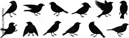 Bird silhouettes collection flying perched standing poses, wildlife animal illustration, ornithology study design template, nature behavior concept graphi