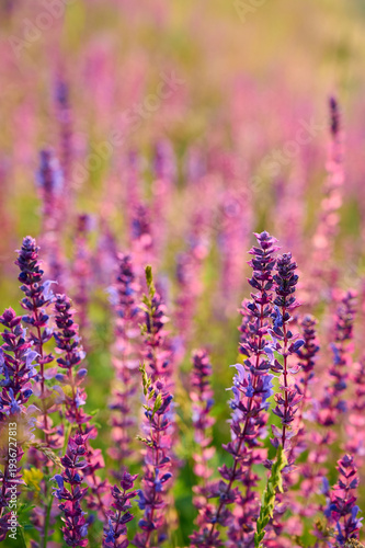 Purple sage flowers blooms in the summer meadow.