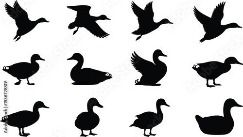 Duck silhouettes collection flying standing walking swimming poses, bird illustration design template, wildlife animal graphic, nature behavior concept representation