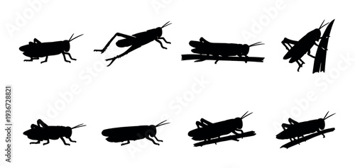 Grasshoppers in various poses including jumping on dark background