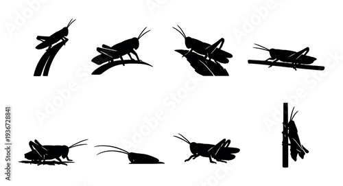 Multiple grasshoppers resting and climbing on stems in dark