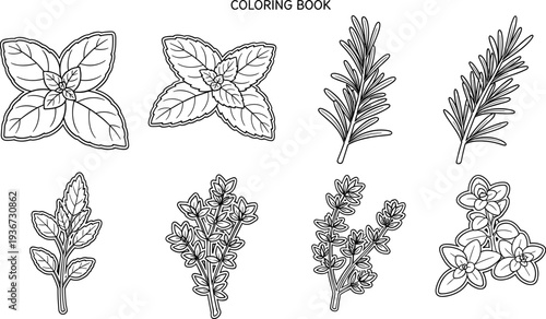 Collection of outline drawings of culinary herbs for a coloring book