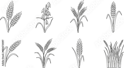 Collection of line art illustrations of various cereal grains including wheat and oats