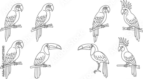Collection of line art parrots and toucans perched on branches against a white background