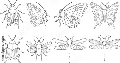 Collection of detailed line art illustrations of various insects including butterflies, dragonflies, and beetles