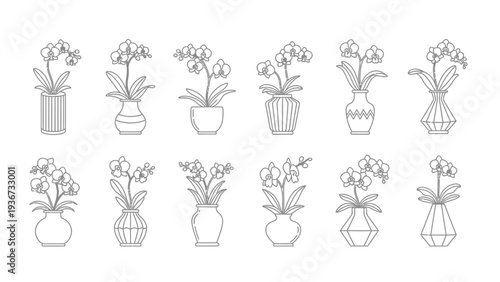 Beautiful collection of twelve orchid flowers in different vases and flowerpots illustration