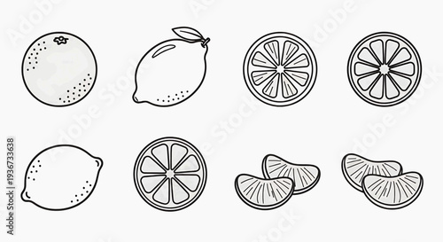 Illustration of various lemon views and slices in a clean graphic style