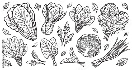 Hand Drawn Leafy Greens Vegetable Vector Illustration Set