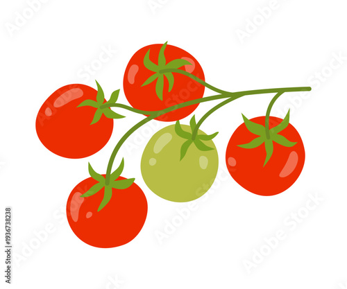 Cherry tomatoes on branch. Fresh organic vegetable on white background. Flat vector illustration.