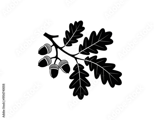 Black and white illustration of an oak leaf branch with acorns isolated on transparent background