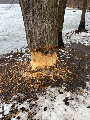 Beaver Damaged Tree by Frozen Lake. Ukraine Kyiv