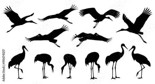 Stork and Crane Bird Silhouettes – Flying and Standing Wading Birds Vector Set