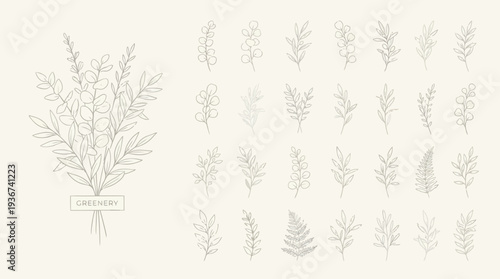 Detailed botanical illustration of a leafy shrub with a labeled herbarium-style specimen and multiple grayscale branch sketches, a precise scientific plant study