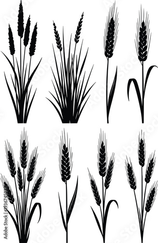 Wheat plant silhouette collection with cereal crop ears and grass stems, botanical agriculture elements isolated in black for farm design, harvest theme and nature illustration