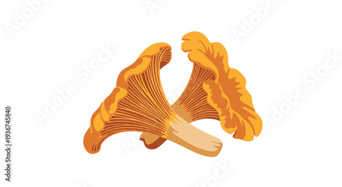 Pair of fresh orange chanterelle mushrooms shown from different angles on a clean white background.