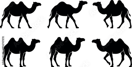Set of black silhouette Bactrian camel walking and standing icons isolated on white background for desert wildlife illustrations and animal nature graphics