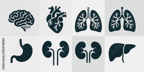 Detailed anatomical illustrations of human organs including brain, heart, lungs, stomach, kidneys, and liver in a premium collection