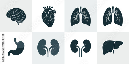 Set of human organs illustration featuring brain, heart, lungs, and other vital organs in a clean and simple design
