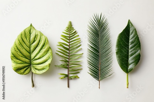 Four vibrant, diverse leaves arranged horizontally on a white surface