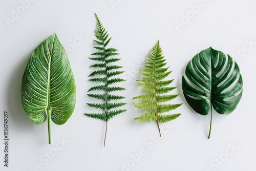 Four vibrant green leaves against a plain white background