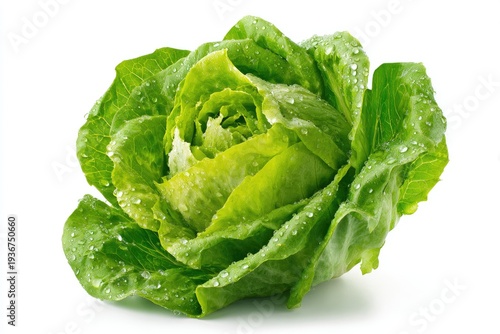 Fresh green leafy lettuce head glistening with water droplets