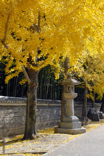 イチョウの黄葉　大徳寺