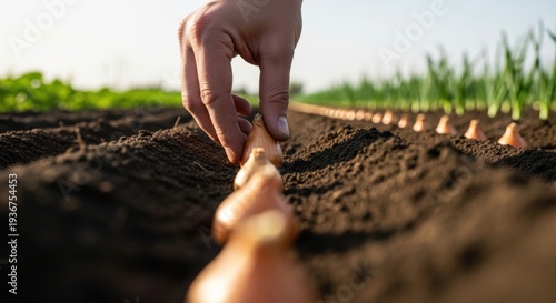 Hand placing onion bulbs in furrowed soil with established rows — precision planting, sustainable agriculture and rural livelihood for education and storytelling