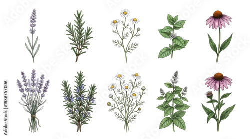 Herbal Botanical Plant Illustration Collection – Natural Wildflower Clipart for Organic Design