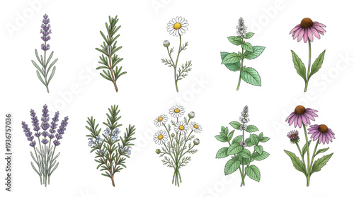 Wildflower Botanical Herb Set – Medicinal Plant Illustration Collection for Natural Branding