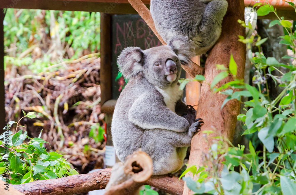 Fototapeta premium A koala sitting on a tree branch surrounded by green foliage (Australia)