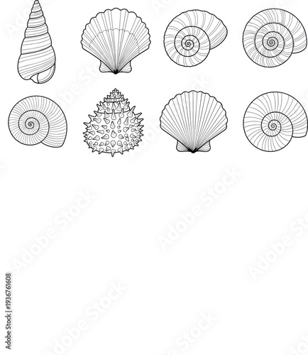 Seashell Collection Hand Drawn Marine Shells Set with Spiral Shell Scallop and Ocean Beach Line Art Vector Illustration